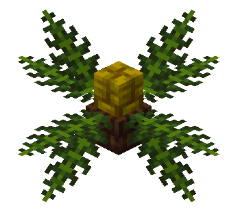 Cycad