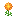 orange_cosmos