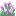 Tall Aerlavender
